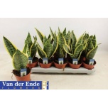 Sansevieria Havisaba trifasciata futura superba 12cm