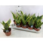Sansevieria Futura Superba 12cm