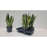 Sansevieria Havisaba trifasciata futura superba 14cm