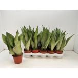 Sansevieria trifasciata moonshine 12cm