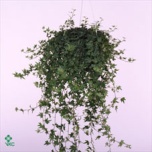 Hedera helix sjoelle 13cm