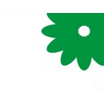 Skimmia Kew Green 30cm (pk)