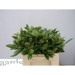 Skimmia Kew Green 30cm (pk)