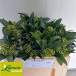 Skimmia Kew Green 30cm (pk)