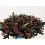 Skimmia Rubella 45cm (pk)