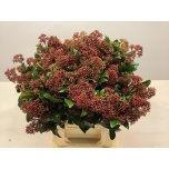 Skimmia Rubella 45cm (pk)