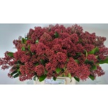 Skimmia Rubella 45cm (pk)