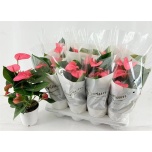 Anthurium Flamingolill andr Pink Champion 14cm