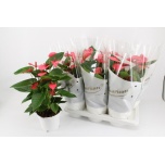 Anthurium andreanum grp Pink Champion 17cm