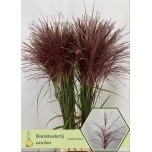 Miscanthus Siidpööris Rotfeder 120cm (tk)