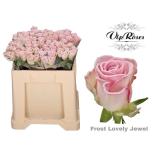 Roos 50cm Frost Lovely Jewel