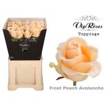 Roos 50cm paint/frost