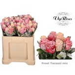 Roos 50cm paint/frost