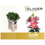 Lilium Liilia OR 80cm Canberra