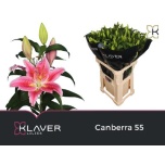 Lilium Liilia OR 80cm Canberra