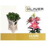 Lilium Liilia OR 90cm Canberra
