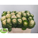 Brassica Kapsas White Crane 50-55cm