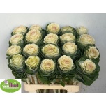 Brassica Kapsas White Crane 60cm