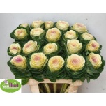 Brassica Kapsas White Crane 60cm
