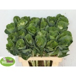 Brassica Kapsas White Crane 60cm
