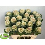 Brassica Kapsas White Crane 60cm