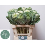 Brassica Kapsas White Crane 60cm