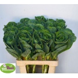 Brassica Kapsas White Crane 60cm