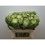 Brassica Kapsas White Crane 75cm