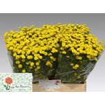 Tanacetum Neitsikummel Amazone 50-55cm*25