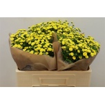 Tanacetum Neitsikummel Amazone 50cm*25