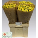 Tanacetum Neitsikummel Amazone 60cm*25