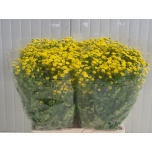 Tanacetum Neitsikummel Amazone 60cm*25