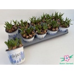 Muscari Kobarhüatsint blue magic 12cm