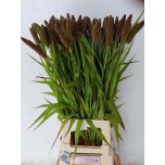 Setaria Kukeleib It Highlander 80cm