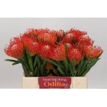 Leucospermum Tango 35cm