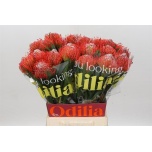 Leucospermum Nõelakera Tango 50cm*5