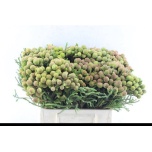 Berzelia galpinii 40cm