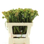 Cape Green Berzelia galpinii 50cm