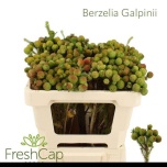 Berzelia galpinii 50cm
