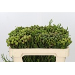 Cape Green Berzelia galpinii 50cm