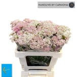 Ozothamnus Tall Pink 55cm