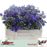 Aquilegia Kurekell Blue Lady 50cm