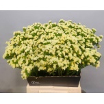 Limonium Parkjuur S Starlight Wings 50cm