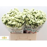 Limonium Parkjuur S Starlight Wings 60cm