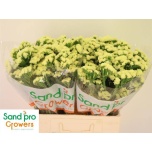 Limonium Parkjuur S Starlight Wings 60cm