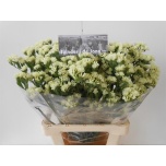 Limonium Parkjuur S Starlight Wings 70cm