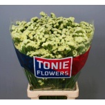 Limonium Parkjuur S Starlight Wings 70cm