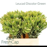 Leucadendron Valgepuu Discolor 40cm