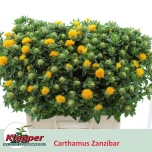 Carthamus Värvisafloor Zanzibar 60cm