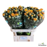 Carthamus Värvisafloor Zanzibar 80cm